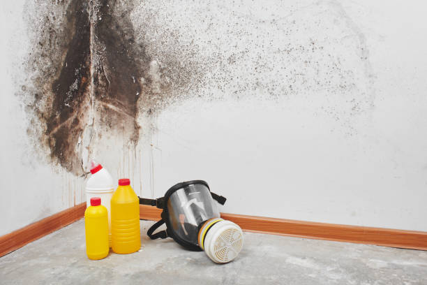 Best Attic Mold Removal  in Springfield, TN