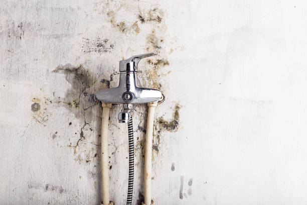 Best Mold Cleaning Services  in Springfield, TN