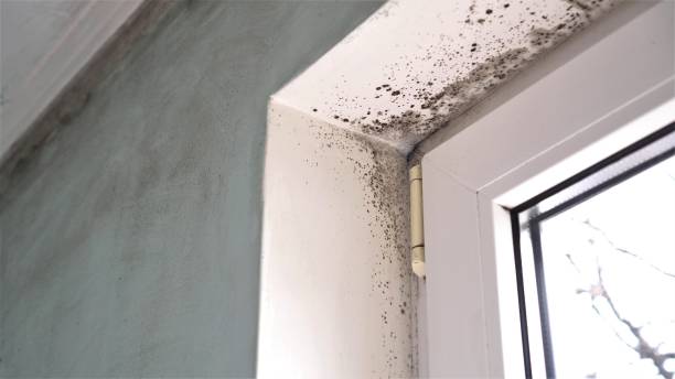 Best Professional Mold Removal  in Springfield, TN