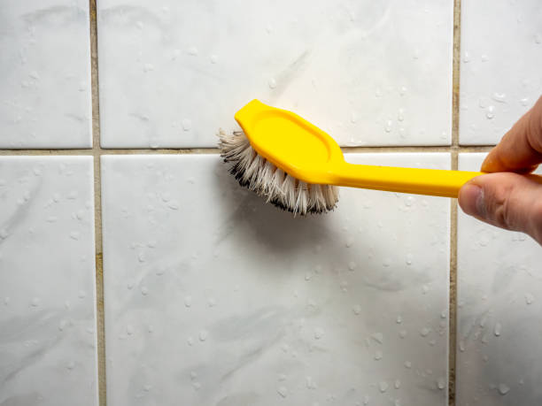 Best Commercial Mold Removal  in Springfield, TN