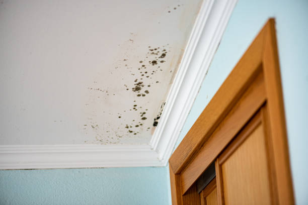 Reliable Springfield, TN Mold Removal Solutions