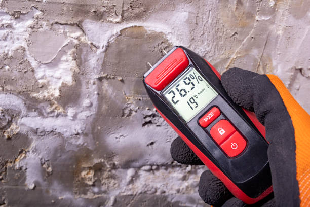 Best Black Mold Removal  in Springfield, TN