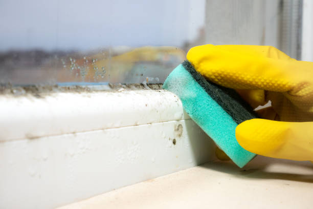 Best Professional Mold Removal  in Springfield, TN