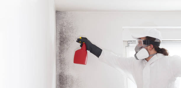 Mold Removal Process in Springfield, TN