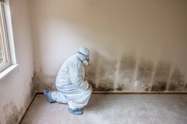 Best Crawl Space Mold Removal  in Springfield, TN