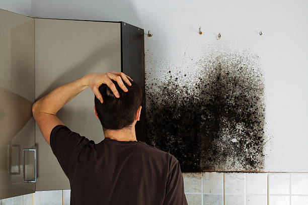 Best Mold Removal Company Near Me  in Springfield, TN